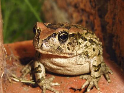 Do you hear the sound of frog Where did the frogs go | ‘डराव डराव’चा आवाज कानी पडतोय का ? बेडूक गेले तरी कुठे?