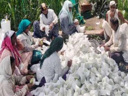 pune news financial crisis for Peru farmers in Indapur; Losses due to price drop | इंदापुरात पेरू उत्पादक शेतकऱ्यांवर आर्थिक संकट; भाव घसरणीमुळे तोटा pune news financial crisis for Peru farmers in Indapur; Losses due to price drop | इंदापुरात पेरू उत्पादक शेतकऱ्यांवर आर्थिक संकट; भाव घसरणीमुळे तोटा