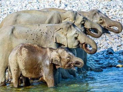 How many elephants are in this picture ask IFS officer | लावा डोकं! 'या' फोटोत किती हत्ती? लोकांना दिसतायत 4, पण खरं उत्तर वाचून व्हाल अवाक