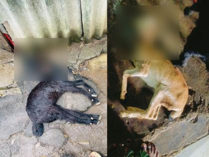 Two more goats died after drinking contaminated water from Kasadi river | कासाडी नदीतील दूषित पाणी प्यायल्याने आणखी दोन बकऱ्यांचा मृत्यू 