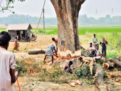 Ax on 5 million trees in the field Trees felled for more land says Report | शेतातील ५० लाख झाडांवर कुऱ्हाड! अधिक पिकांसाठी जमीन हवी म्हणून तोडली झाडे - अहवाल 