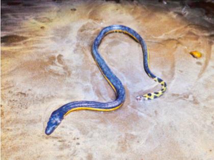Rare yellow-bellied sea snake found in Alibaug | अलिबागमध्ये सापडला दुर्मीळ पिवळ्या पोटाचा समुद्रसर्प Rare yellow-bellied sea snake found in Alibaug | अलिबागमध्ये सापडला दुर्मीळ पिवळ्या पोटाचा समुद्रसर्प