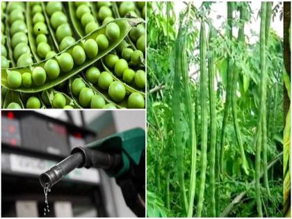 fuel price impact on vegetable prices 1kg peas and shevaga 2 liters petrol | एक किलो मटार, शेवगा शेंगेच्या पैशांत मिळते दोन लिटर पेट्रोल!