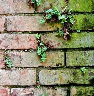 पावसाळ्यात भिंतीवर बुरशी- पायऱ्या आणि अंगणात शेवाळ साचलं? ३ सोपे उपाय, त्रास होईल कमी