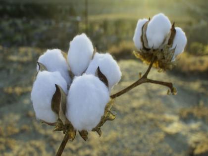 The rate of 'white gold' thundered by one thousand within a month; In productive crisis | ‘पांढऱ्या सोन्या’चे दर महिनाभरात एक हजाराने गडगडले; उत्पादक संकटात