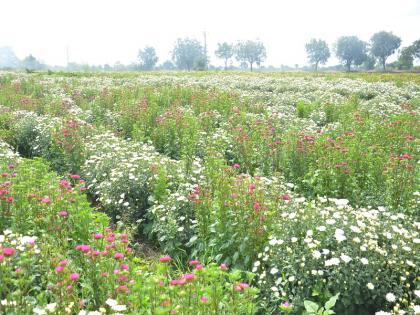  When full bloom! The colorful flowers of the city of Bahalale, the Kas Plateau | जब जब फुल खिले ! रंगीबेरंगी फुलांनी बहरले नगरचे कास पठार