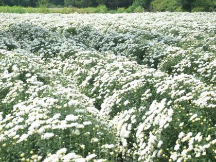 Full blooms Gulshan .. Gulshan! | फुल खिले गुलशन.. गुलशन !