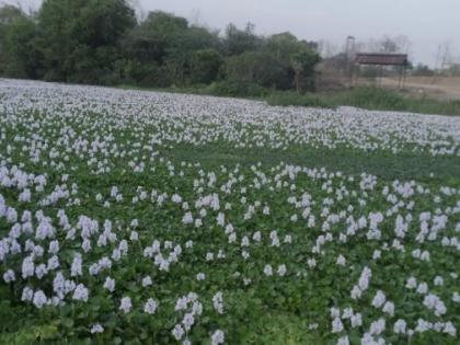 Flower carpet on the Bor river embankment in Wardha district | वर्धा जिल्ह्यातील बोर नदीच्या पाण्यावर फुलांचा गालिचा