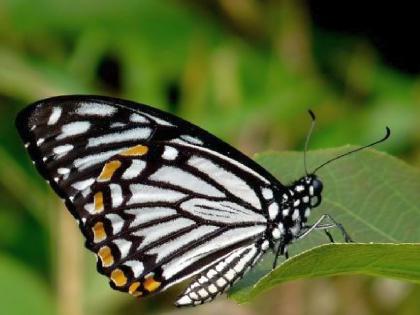 128 species of butterflies found in Pench tiger reserve; Three days survey to be held in March | पेंचमध्ये आढळल्या फुलपाखरांच्या १२८ प्रजाती; मार्चमध्ये होणार तीन दिवस सर्वेक्षण