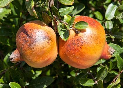 Fungal disease on pomegranate; low rate sales due to declining quality | डाळिंबावर बुरशीजन्य रोगाचा प्रादूर्भाव; दर्जा घसरल्याने बेभाव विक्री