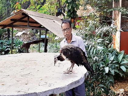  Peacock habitat is endangered by dogs, cats and ants | मोरांचा अधिवास भटके श्वान, मांजर व मुंगसांमुळे धोक्यात