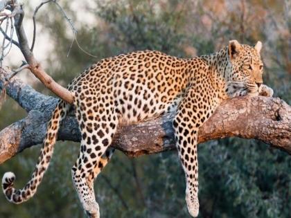 १० दिवसांत दुसरा जेरबंद; जुन्नरमध्ये अजूनही बिबटयाची दहशत कायम, पाळीव प्राण्यांवर मोठ्या प्रमाणात हल्ले