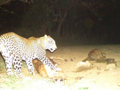 leopard captured by camera while hunting of calf | बिबट्याने पाडला वासराचा फडशा, ट्रॅप कॅमेरामध्ये कैद