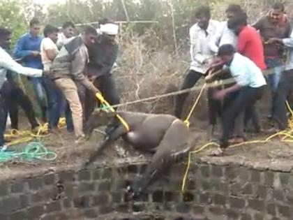 Save the lives of two Nilgais who fell into a well; Removed with the help of rescue squad | विहिरीत पडलेल्या दाेन नीलगाईंना जीवदान; बचाव पथकाच्या मदतीने काढले बाहेर