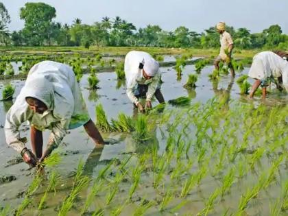 Danger of corona in Gadchiroli district due to updation of farmers | परप्रांतीय शेतकऱ्यांच्या अपडाऊनमुळे गडचिरोली जिल्ह्यात कोरोनाचा धोका