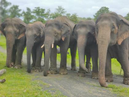 Gadchiroli's elephants will go to Gujarat's 'Ambani Zoo' | गडचिरोलीचे हत्ती जाणार गुजरातच्या ‘अंबानी झू’ मध्ये