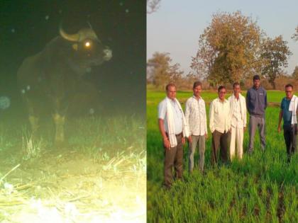 After the elephants the roar of the wildebeests Rabi paddy is damaged by bundhya, loss to farmers | हत्तींनंतर रानगव्यांचा धुडगूस; रबी धान केले बुंध्यापासून फस्त, शेतकऱ्यांचे नुकसान