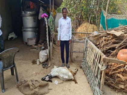 Goat dies after eating stale food at Chief Minister's event Awkward letters on the field | मुख्यमंत्र्यांच्या कार्यक्रमातील शिळे अन्न खाल्ल्याने दगावली शेळी; मैदानावर पत्रावळ्या अस्ताव्यस्त  