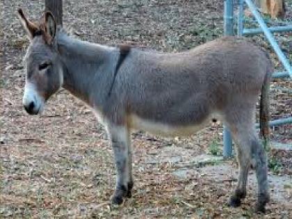 If not the cash, the jewels, the donkey that the thieves ran away with; Crime against three suspects in Miraj | अजबच! रोकड, दागिने नाही तर, चोरट्यांनी पळवली गाढवं; मिरजेत तिघा संशयितांविरुद्ध गुन्हा