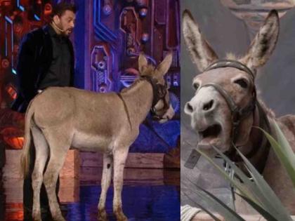 donkey in bigg boss 18 house PETA express their objection on sent letter to salman khan and makers | 'गधराज' वरून सलमान खान, Bigg Boss चे मेकर्स अडचणीत? नक्की काय घडलं वाचा...