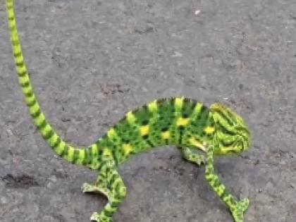 Chameleon lizard found in Gaganbavda Kolhapur district | Kolhapur: गगनबावड्यात आढळला 'शॅमेलिऑन' जातीचा सरडा