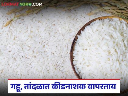 Latest News Agriculture News Natural remedies prevent wheat and rice from being affected by pests | कीडनाशक, गोळ्यांऐवजी 'हे' वापरा, गहू, तांदळाला कीड लागणार नाही, वाचा सविस्तर Latest News Agriculture News Natural remedies prevent wheat and rice from being affected by pests | कीडनाशक, गोळ्यांऐवजी 'हे' वापरा, गहू, तांदळाला कीड लागणार नाही, वाचा सविस्तर