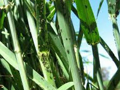 Wheat on 10,000 hectares in crisis due to worms | खोडकिडीमुळे १० हजार हेक्टरवरील गहू संकटात !