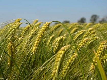 Farmers turn their backs to oilseeds and turned towards rabi wheat and gram | तेलबियाकडे शेतकऱ्यांची पाठ, रब्बीत गहू, हरभऱ्याकडेच कल