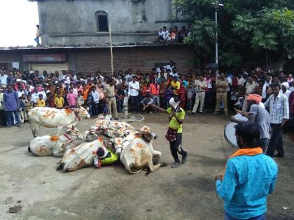 Diwali : Gaigodhan tradition | भांब राजा येथील १३० वर्षे जुनी गायगोधन परंपरा, पाडव्यादिवशी घोंगडीवर बसवितात गाई