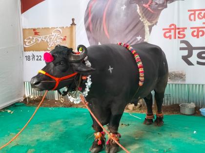 Gajendra worth one and a half crores drinks fifteen liters of milk every day, became the center of attraction at Chhatrapati Agricultural Exhibition in Satara | दीड कोटींचा ‘गजेंद्र’ पितो दररोज पंधरा लीटर दूध!, साताऱ्यातील छत्रपती कृषी प्रदर्शनात ठरला आकर्षणाचे केंद्र