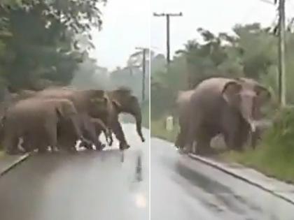 elephant thank car driver for stopping vehicle to let pass elephants cute video goes viral on internet | हत्तींचा कळपाला वाट देण्यासाठी चालकाने थांबवली गाडी, गजराजाने 'अशापद्धतीने' दिले धन्यवाद