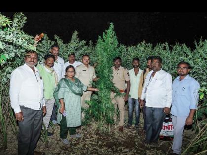 80 year old grandfather Cultivatite of cannabis in Tur crops in his own field | ८० वर्षाच्या आजोबांचा प्रताप; तुरीच्या शेतात केली गांजाची लागवड