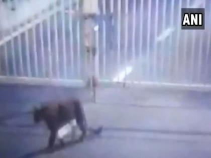 Leopard entered Secretariat premises in Gujarat's Gandhinagar, early morning today | Video - गुजरात सचिवालय परिसरात शिरला बिबट्या