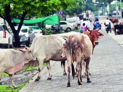 Animal barrier in the path of Ganesh devotees | गणेश भक्तांच्या मार्गात जनावरांचा अडथळा