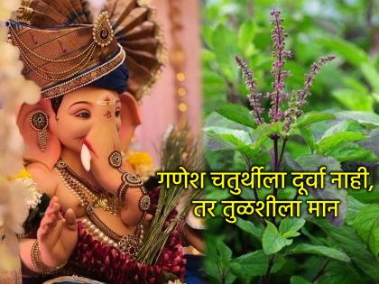 Ganesh Chaturthi 2025: Why is Tulsi offered to Lord Ganesha on Ganesh Chaturthi? | Ganesh Chaturthi 2025: गणेश चतुर्थीला बाप्पाला दूर्वा सोडून का वाहिली जाते तुळस? Ganesh Chaturthi 2025: Why is Tulsi offered to Lord Ganesha on Ganesh Chaturthi? | Ganesh Chaturthi 2025: गणेश चतुर्थीला बाप्पाला दूर्वा सोडून का वाहिली जाते तुळस?