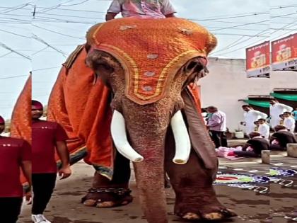 Ganesh elephant from Vita will go to Gujarat for treatment | Sangli: विट्याचा लाडका ‘गणेश’ उपचारासाठी जाणार गुजरातला, यात्रा कमिटीचा निर्णय