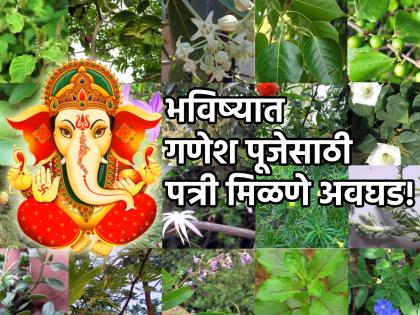 Ganesh Chaturthi 2023: Where to get 21 Patri? Plants used for worship are becoming rare | Ganesh Chaturthi 2023: २१ पत्री आणायच्या कोठून? पूजेसाठी लागणाऱ्या वनस्पती होऊ लागल्या आहेत दुर्मीळ