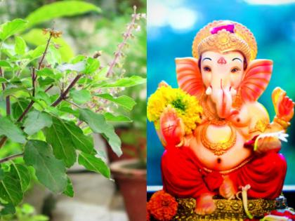 Ganesh Chaturthi 2021: If only Bhadrapad Chaturthi is given to Bappa, it will work, not at other times! Why? Find out! | Ganesh Chaturthi 2021: केवळ भाद्रपद चतुर्थीला बाप्पाला 'तुळस' वाहिलीत तर चालेल, इतर वेळी नाही! का? ते जाणून घ्या!