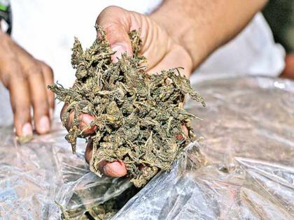 100 kg of ganja seized from Chanakya Travels bus | चाणक्य ट्रॅव्हल्सच्या बसमधून 100 किलो गांजा जप्त