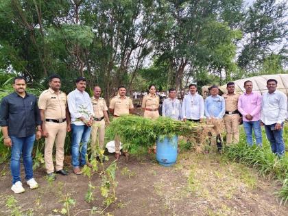Beed: Marijuana cultivation in Malegaon Shivara; Goods worth four lakhs seized, case registered against one | Beed: माळेगाव शिवारात गांजाची लागवड; चार लाखांचा मुद्देमाल जप्त, एकावर गुन्हा दाखल
