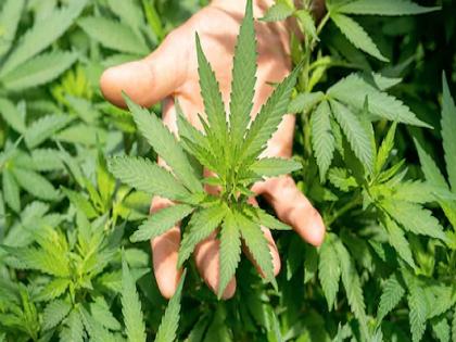 Police raided and seized 130 kg of marijuana planted in vegetable crops in Salmalgewadi Sangli district | Sangli Crime: भाजीपाला पिकात गांजा पिकवला, पोलिसांनी छापा मारून १३ लाखांचा माल जप्त केला Police raided and seized 130 kg of marijuana planted in vegetable crops in Salmalgewadi Sangli district | Sangli Crime: भाजीपाला पिकात गांजा पिकवला, पोलिसांनी छापा मारून १३ लाखांचा माल जप्त केला