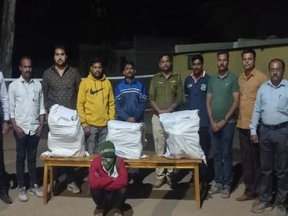 Ganja worth 15 lakh seized from farm in Panvan satara, action taken by Mhaswad Police and local crime branch | Satara Crime: पानवणमध्ये शेतातून १५ लाखांचा गांजा जप्त, म्हसवड पोलिस अन् स्थानिक गुन्हे शाखेची कारवाई