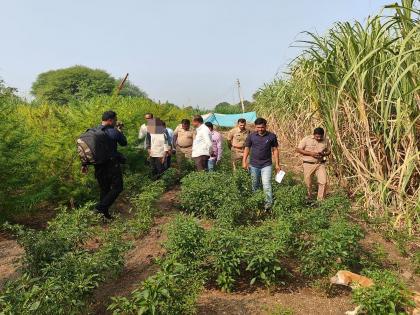 One person arrested with three and a half quintals of ganja plant | साडेतीन क्विंटल गांज्याच्या झाडासह एक जणाला अटक