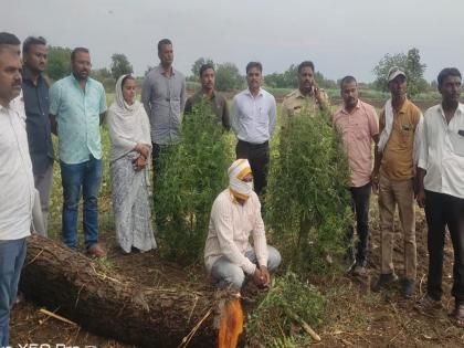 Hingoli: Cannabis cultivation in groundnut crop; Local Crime Branch takes action in Ranjona Shivara | Hingoli: भुईमुगाच्या पिकात गांजाची शेती; स्थानिक गुन्हे शाखेची रांजोना शिवारात कारवाई Hingoli: Cannabis cultivation in groundnut crop; Local Crime Branch takes action in Ranjona Shivara | Hingoli: भुईमुगाच्या पिकात गांजाची शेती; स्थानिक गुन्हे शाखेची रांजोना शिवारात कारवाई