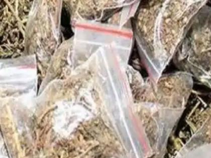 More than five kilos of ganja seized in Chiplun, women from Sawarde detained | चिपळुणात पाच किलोहून अधिक गांजा जप्त, सावर्डेतील महिला ताब्यात