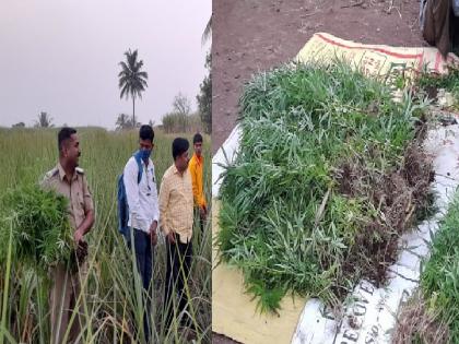 Farmers planted cannabis as an intercrop in sugarcane crop in Kurundwad kolhapur district | सैनिक टाकळीत पिकात गांजाची लागवड, संशयित शेतकऱ्याला पोलिसांनी घेतले ताब्यात; लाखोंचा मुद्देमाल जप्त