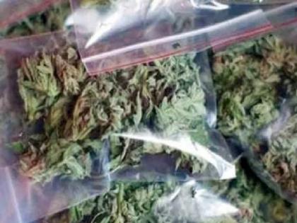 12 kg ganja seized at Malatan Satara, Both were arrested | Satara Crime: मलटण येथे १२ किलो गांजा जप्त; दोघांना अटक