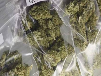 55 thousand kg of ganja seized in Maharashtra in the last year; Smuggling of synthetic drugs increased 6 times; NCB report | गेल्या वर्षभरात महाराष्ट्रात ५५ हजार किलो गांजा जप्त; सिंथेटिक अमली पदार्थांच्या तस्करीत ६ पटीने वाढ; 'एनसीबी'चा अहवाल