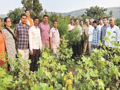 Raid on cannabis cultivation in cotton crop, 540 plants of 273 kg seized | कापसाच्या पिकातील गांजाच्या शेतीवर छापा, २७३ किलोची ५४० झाडे जप्त