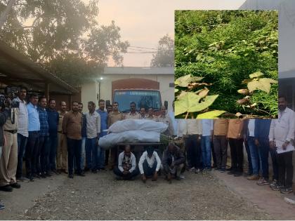 ganja farming in cotton and sugarcane crops; 658 kg of 'Ganja' worth 66 lakhs was seized | ऊस, कापसाच्या पिकांत अमली पदार्थ जोमात; तब्बल ६६ लाखांचा ६५८ किलो 'गांजा' पकडला